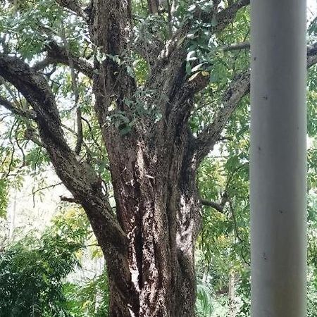 丹不拉Kon Tree Shade公寓 外观 照片
